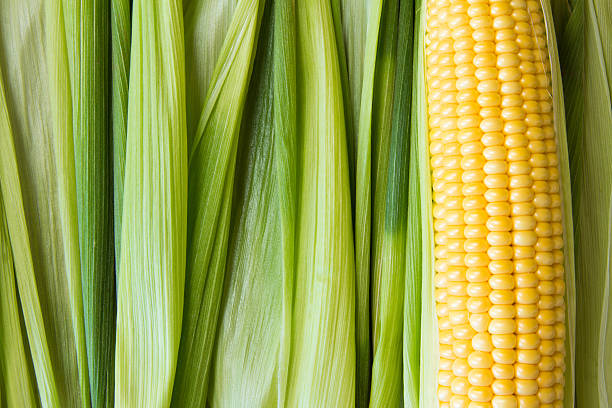 istock Ripe corn grains on cob and green leaves. Closeup. Copyspace 546457658