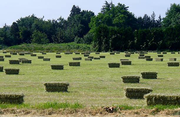 квадратные стоки сена соломы после сбора травы. - bale hay field stack стоковые фото и изображения