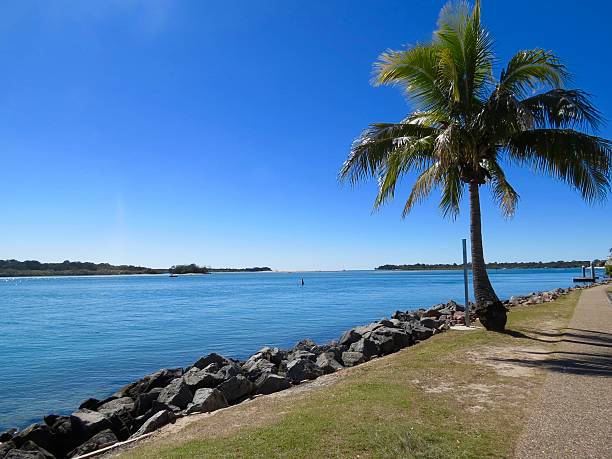 istock Noosa Heads, Palm Tree, Noosa River Australia 546459156