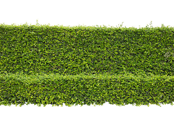 istock green hedge or Green Leaves Wall on isolated 546459354