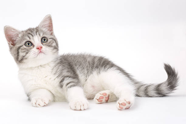 istock Gray kitten lies on  white  and looking to the side. 546459962