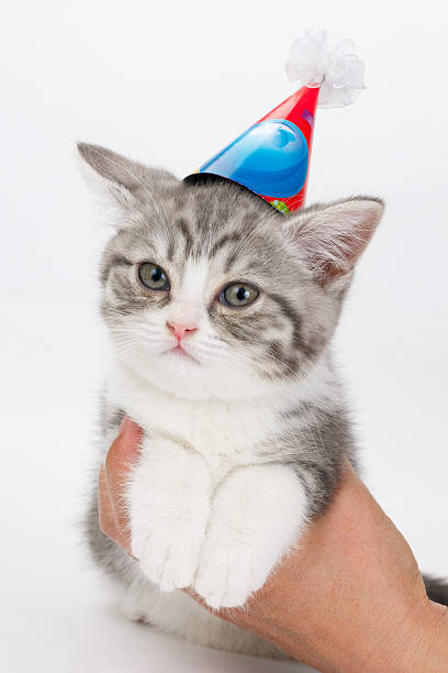 istock Unhappy cat with festive cap  his head in man's hand. 546460382