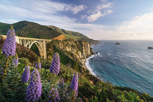 floración de flores en bixby bridge, california - bixby bridge fotografías e imágenes de stock