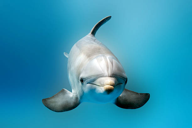 istock dolphin smiling eye close up portrait detail 546460876