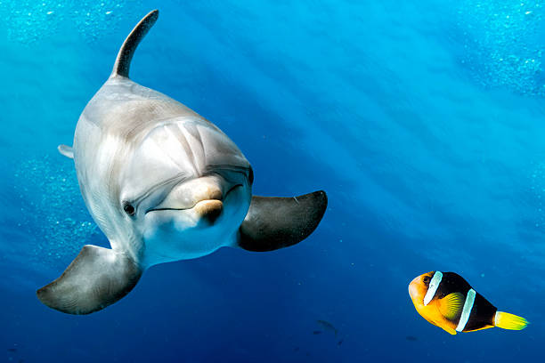 istock dolphin underwater on blue with clown fish nemo 546460880