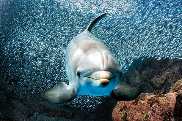 istock dolphin underwater on reef close up look 546460898