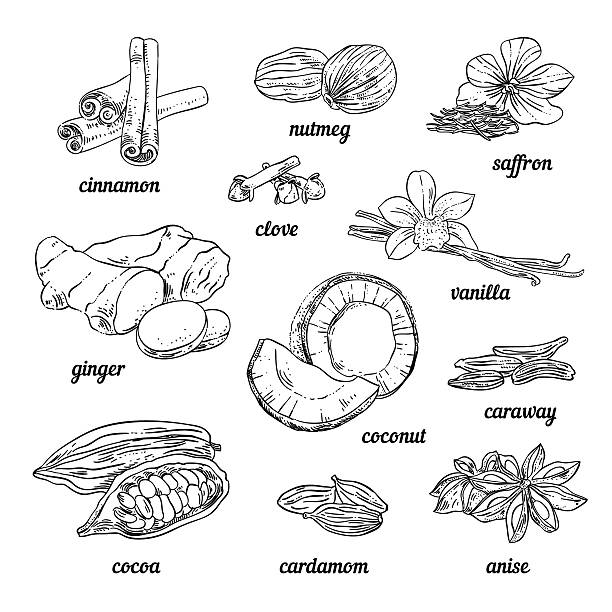 Hand sketched spices for baking. Vintage spices illustrations Hand sketched spices for baking. Vintage spices illustrations nutmeg stock illustrations