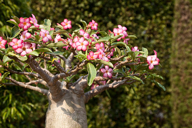Mini bonsai baobab tree blossoming in a park. Pink flowers Mini bonsai baobab tree blossoming in a park. Pink flowers bloom baobab flower stock pictures, royalty-free photos & images