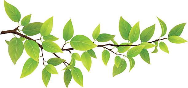 Small tree branch with green leaves Small tree branch with green leaves. Detailed vector plant, isolated on white background. branch plant part stock illustrations