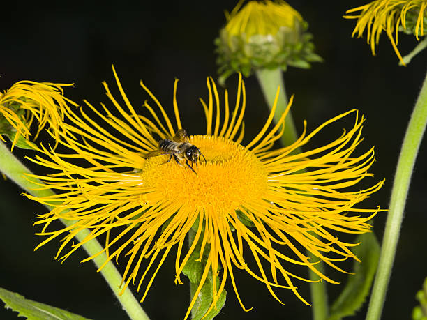 Honey bee on Telekia Speciosa yellow flower macro, selective focus Honey bee collects nectar on Telekia Speciosa yellow flower macro, selective focus, shallow DOF telekia speciosa stock pictures, royalty-free photos & images