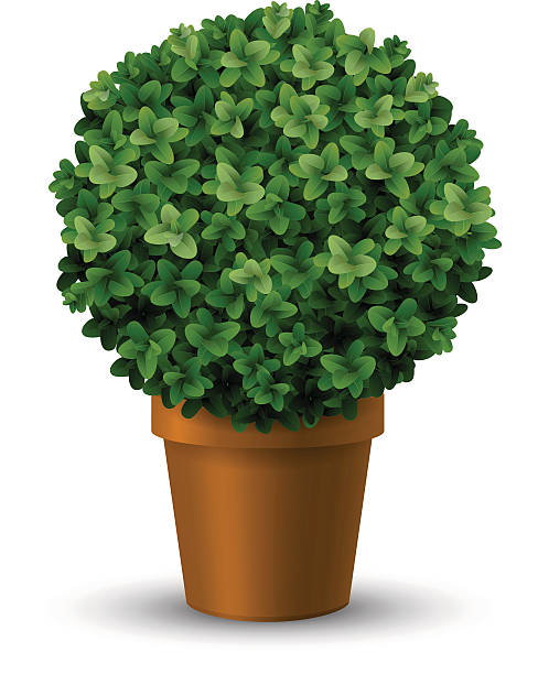 Boxwood Graphics 310+ Boxwood Background Stock Illustrations, Royalty-Free Vector ...