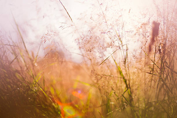 istock summertime and the livin is easy 546463704