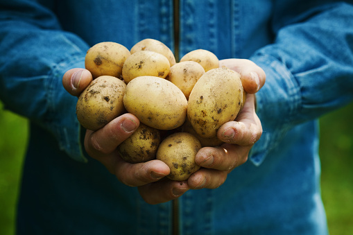 Farmer holding in hands the harvest of potatoes in the garden. Organic vegetables. Farming.