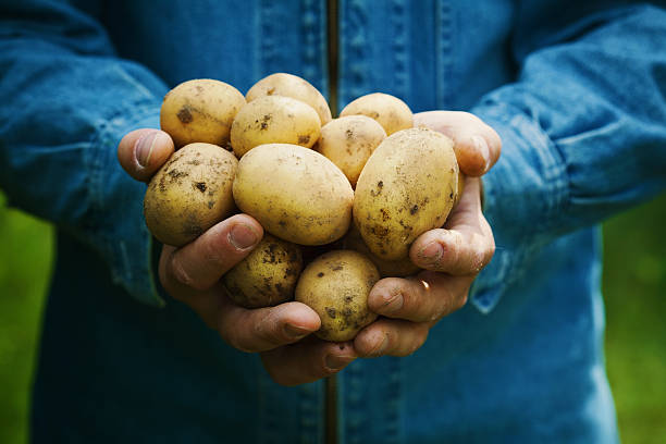 organic potatoes or spud harvest in farmer hands in garden - vegetable green close up agriculture imagens e fotografias de stock