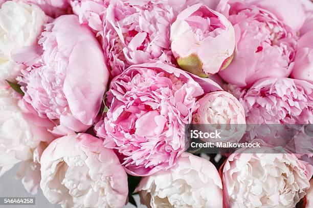 Foto de Flores De Peônias Florescendo Fresco Brilhante Com Gotas De Anvahar Em Pétalas e mais fotos de stock de Peônia