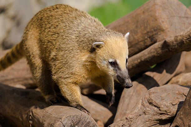 istock Portrait of ring-tailed coati (Nasua nasua) 546464286
