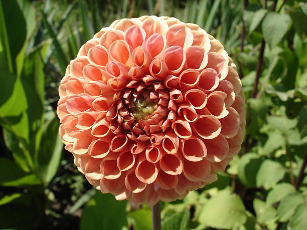 istock Ball dahlia peachy pink flower 'Snoho Doris' 546465420