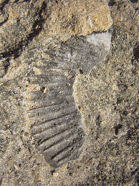 istock Fossil in Dwejra Bay, Gozo, Malta 546465730