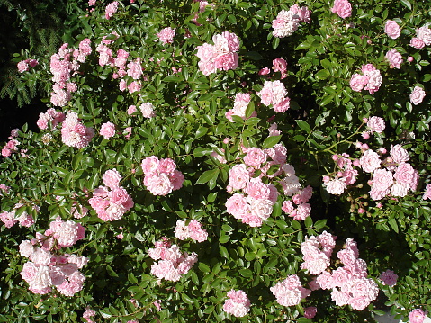 Polyantha rose light pink flowers 'The Fairy'