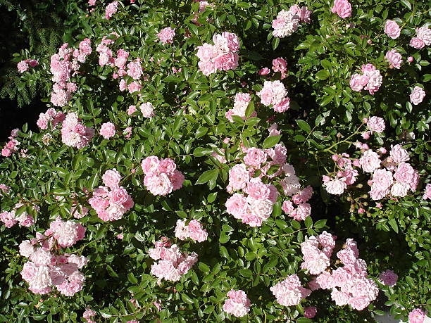 Polyantha rose light pink flowers 'The Fairy' Polyantha rose light pink flowers 'The Fairy' fairy rose stock pictures, royalty-free photos & images