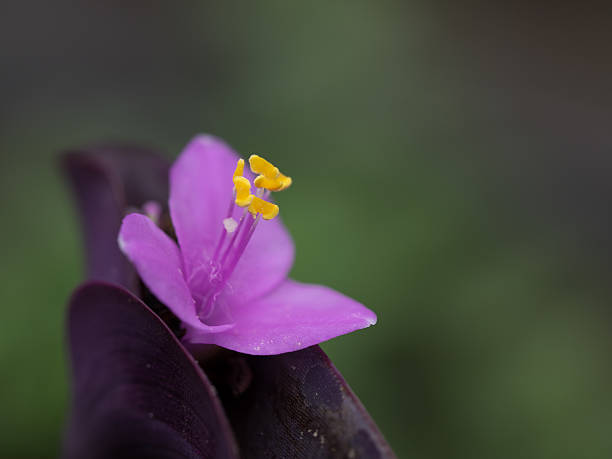istock Small purple flower_Tradescantia pallida 546465804