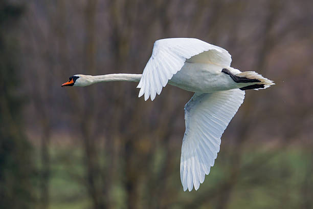 istock portrait of flying mute swan (Cygnus olor) 546465862