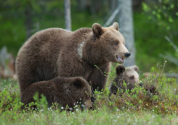 istock Bear cubs with their mother 546466660