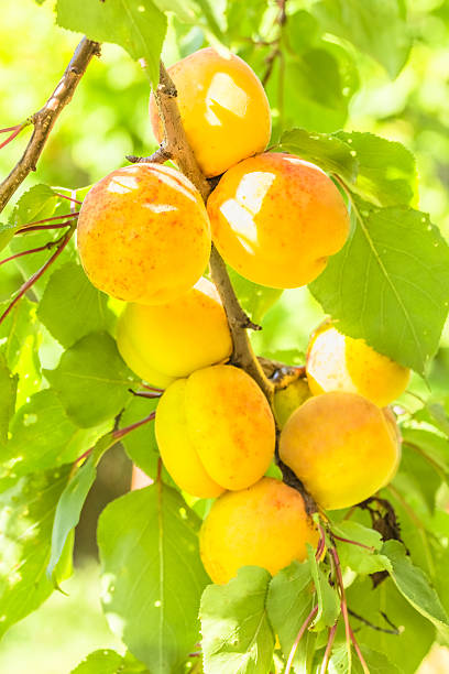 istock Yellow apricots on a branch among green foliage 546466730