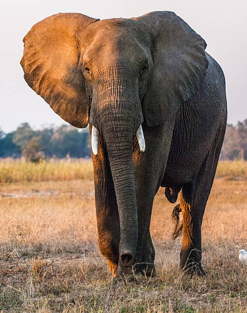 The African elephant African elephant (Loxodonta africana) in sunset light beauty in nature vertical africa southern africa stock pictures, royalty-free photos & images