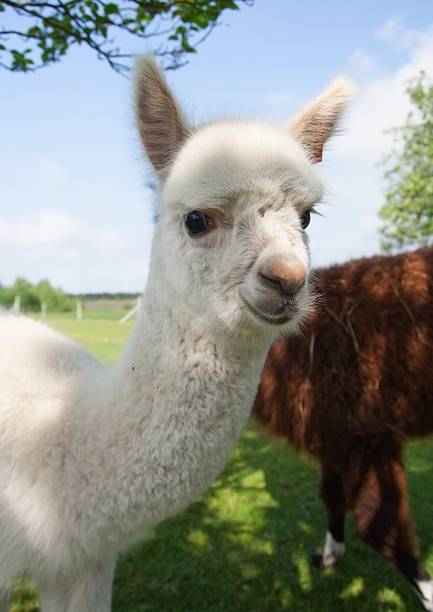istock Alpaca in outdoor 546466910