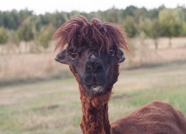 istock Alpaca in outdoor 546466930