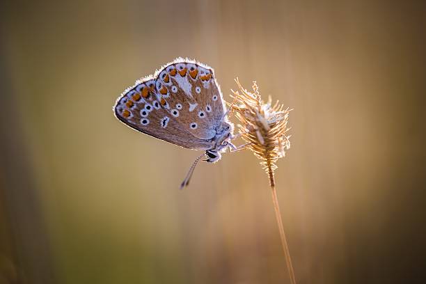 istock Beautiful butterfly sitting on plant 546467066