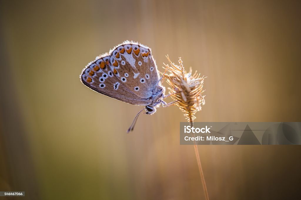 Beautiful butterfly sitting on plant Beautiful butterfly sitting on plant. Insect macro Animal Markings Stock Photo