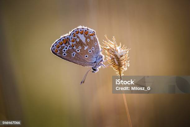 Beautiful Butterfly Sitting On Plant Stock Photo - Download Image Now - Animal Markings, Animal Wildlife, Autumn