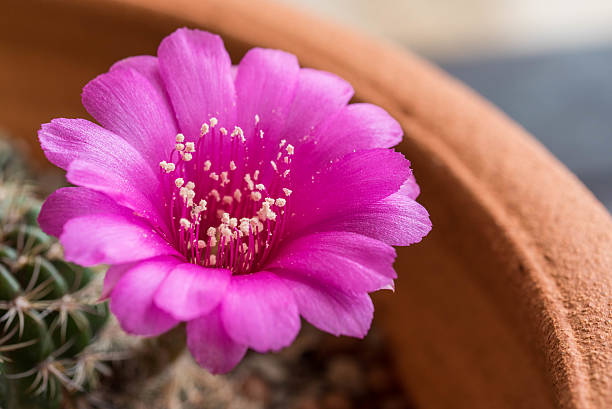 istock Pink cactus flower,Lobivia cactus flower 546467100