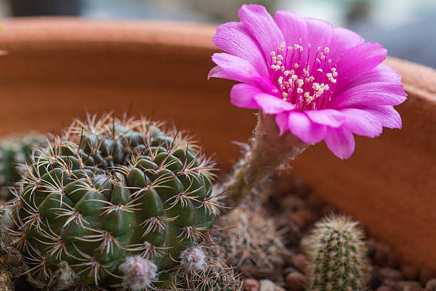 istock Pink cactus flower,Lobivia cactus flower 546467392