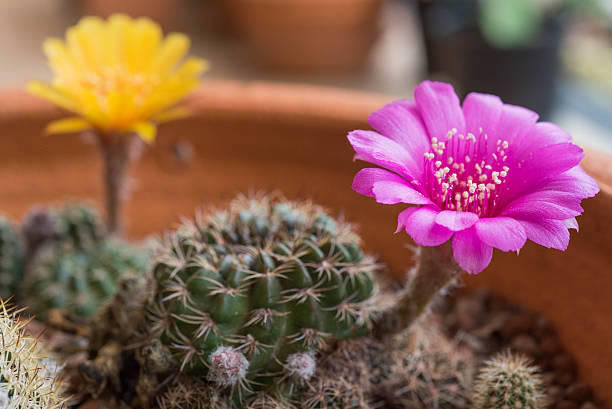 istock Pink cactus flower,Lobivia cactus flower 546467622