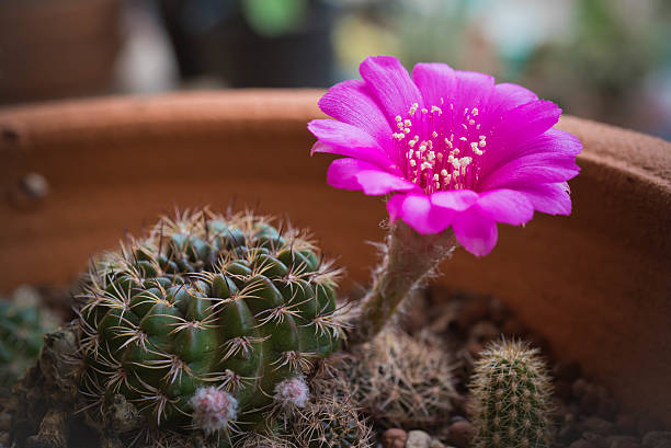 istock Pink cactus flower,Lobivia cactus flower 546467664