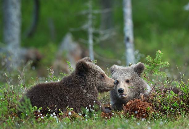 istock Cubs of Brown Bear 546467750