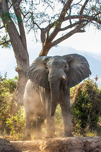 l’éléphant d’afrique en colère - hairbrush photos et images de collection