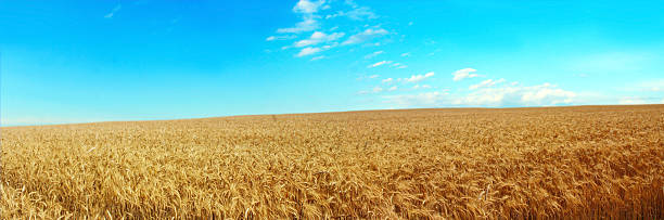 istock wheat field on a background of blue sky. 546468856