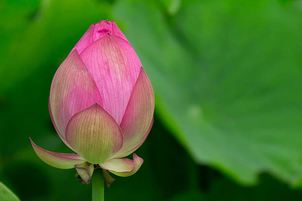 istock Bud of ancient lotus 546761470