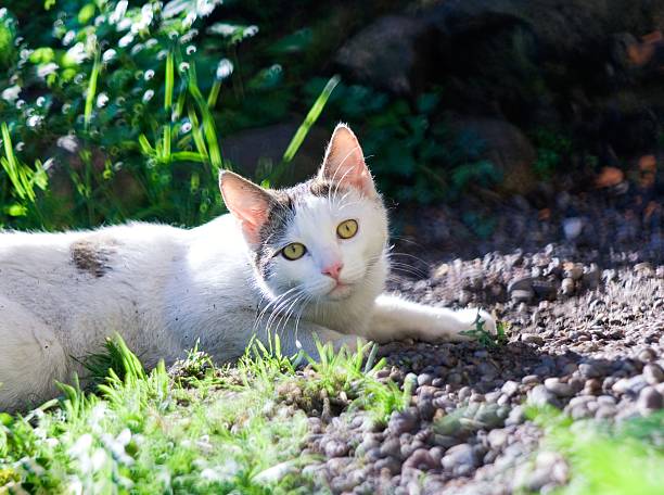 Beautiful shorthair domestic cat portrait. Cat in nature