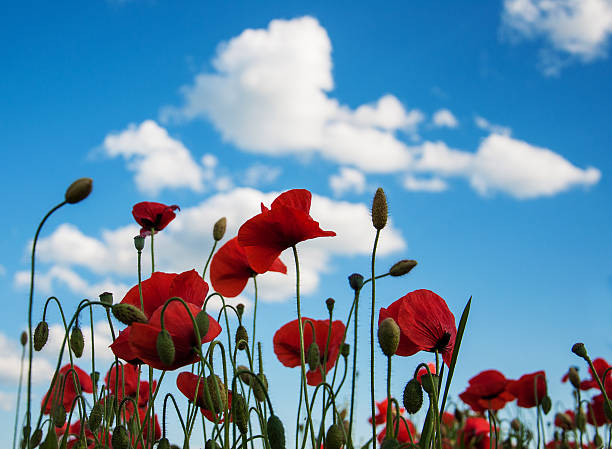 istock meadow with beautiful  red poppy flowers 546762010