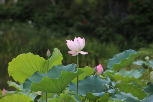 istock The beautiful blossoming lotus in summer 546762076