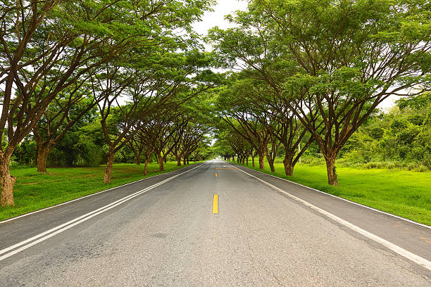 istock The road to tree tunnel. 546762300