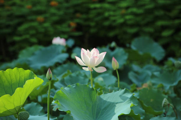 istock blooming lotus in the green leaves background 546762412