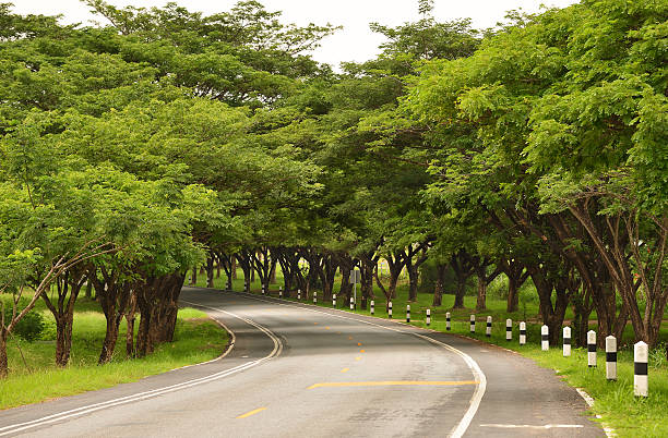 istock The road to tree tunnel. 546762440