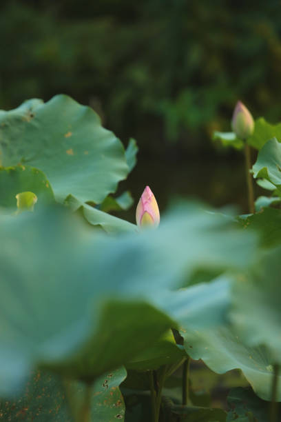 istock beautiful blossoming lotus in summer 2016 546762522