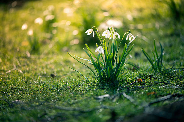 Snowdrops in bloom Snowdrops in bloom, an early spring flower snowdrops in woodland stock pictures, royalty-free photos & images